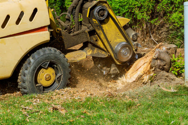 Best Tree Preservation Services  in USA